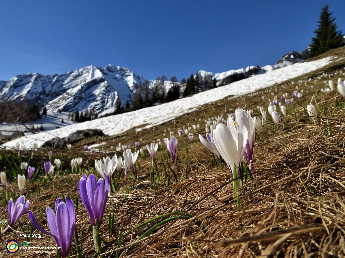 11 San Simone - Si scioglie la neve, fiorisce lo zafferamo maggiore (Crocus vernus) dai vari colori.JPG